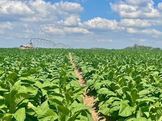 Agriculture
